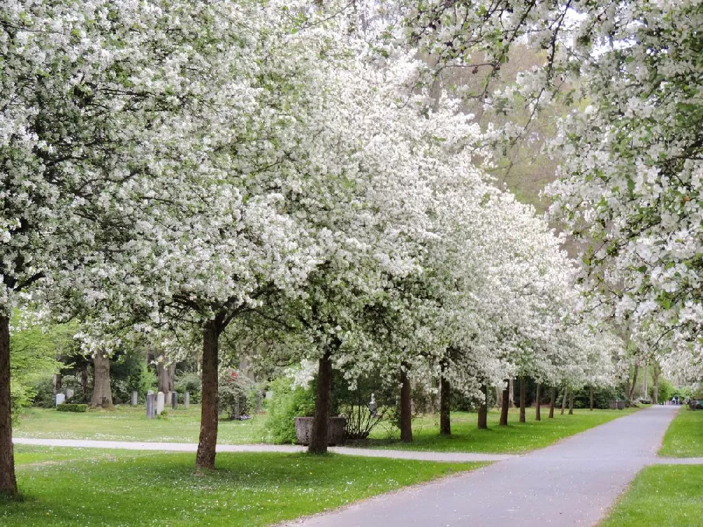 Spring Snow Flowering Crabapple Tree