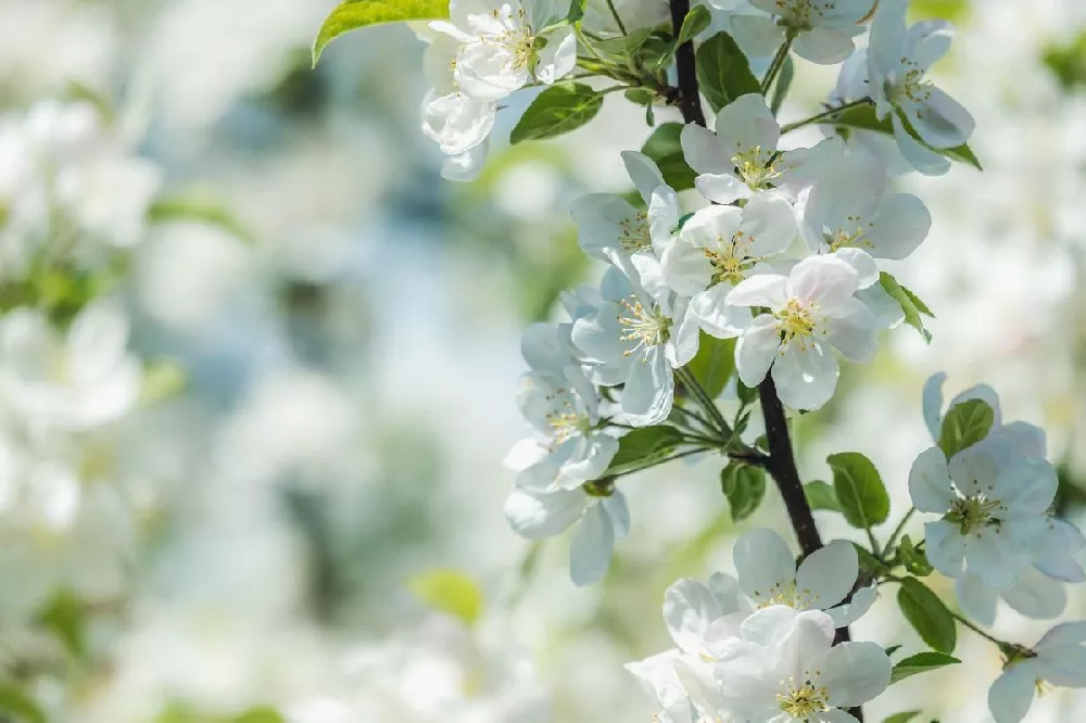 Spring Snow Flowering Crabapple Tree 2