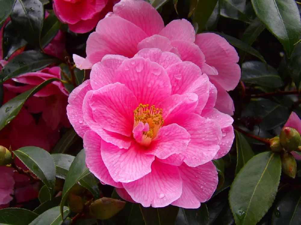 Spring's Promise Camellia Shrub