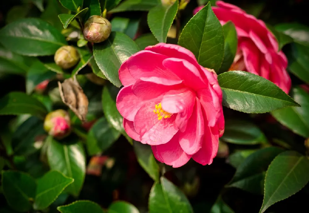 Spring's Promise Camellia Shrub 