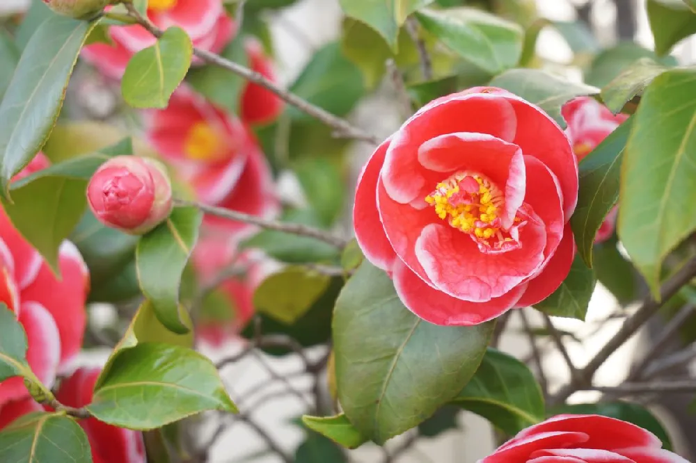 Spring's Promise Camellia Shrub 