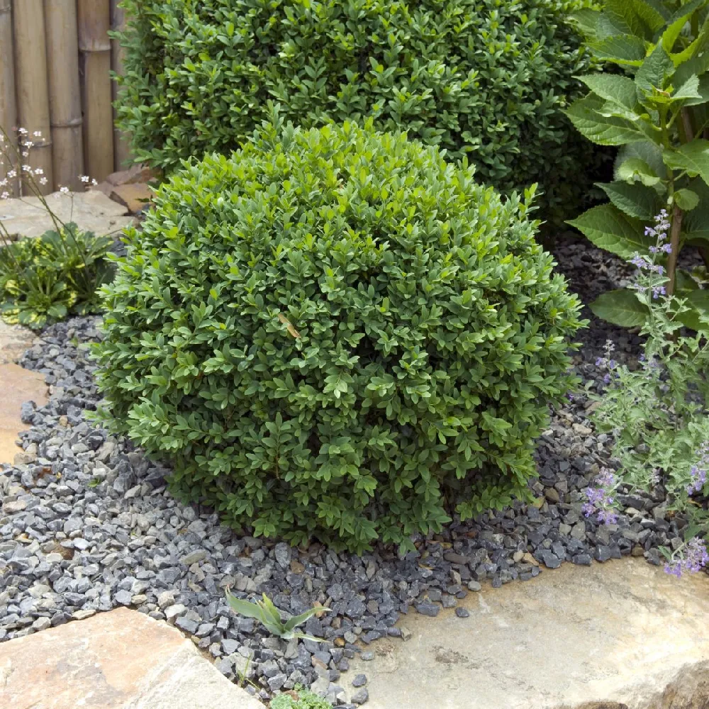 Sprinter® Boxwood Shrub