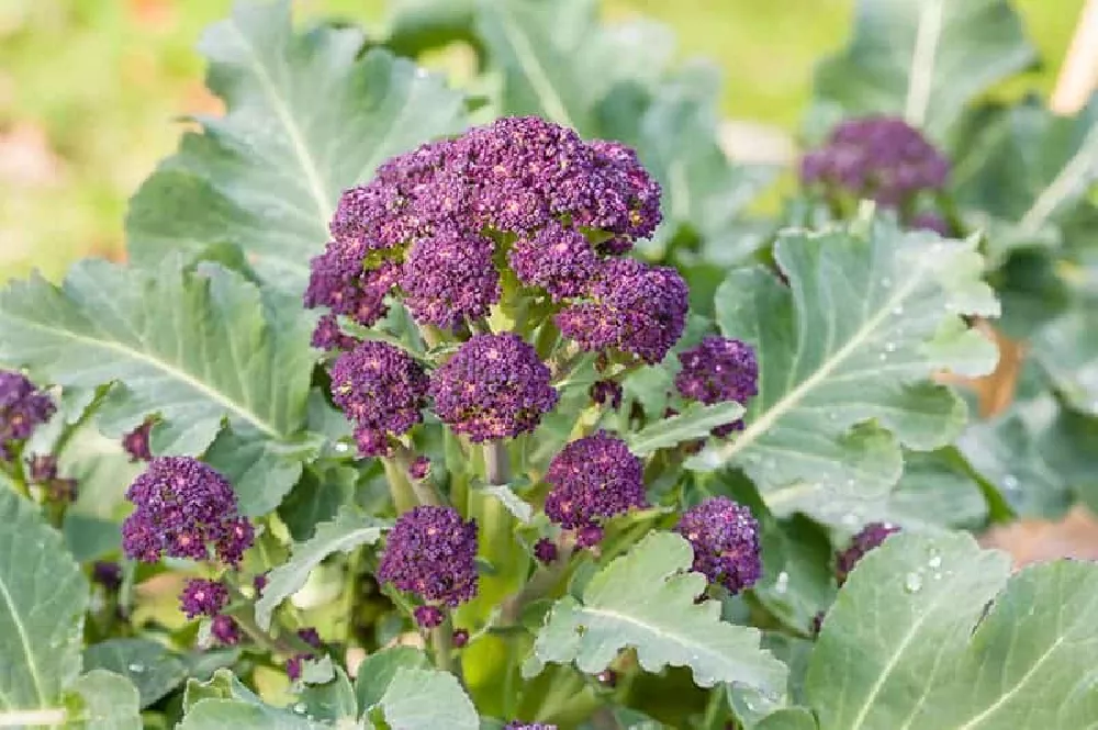 Sprouting Broccoli