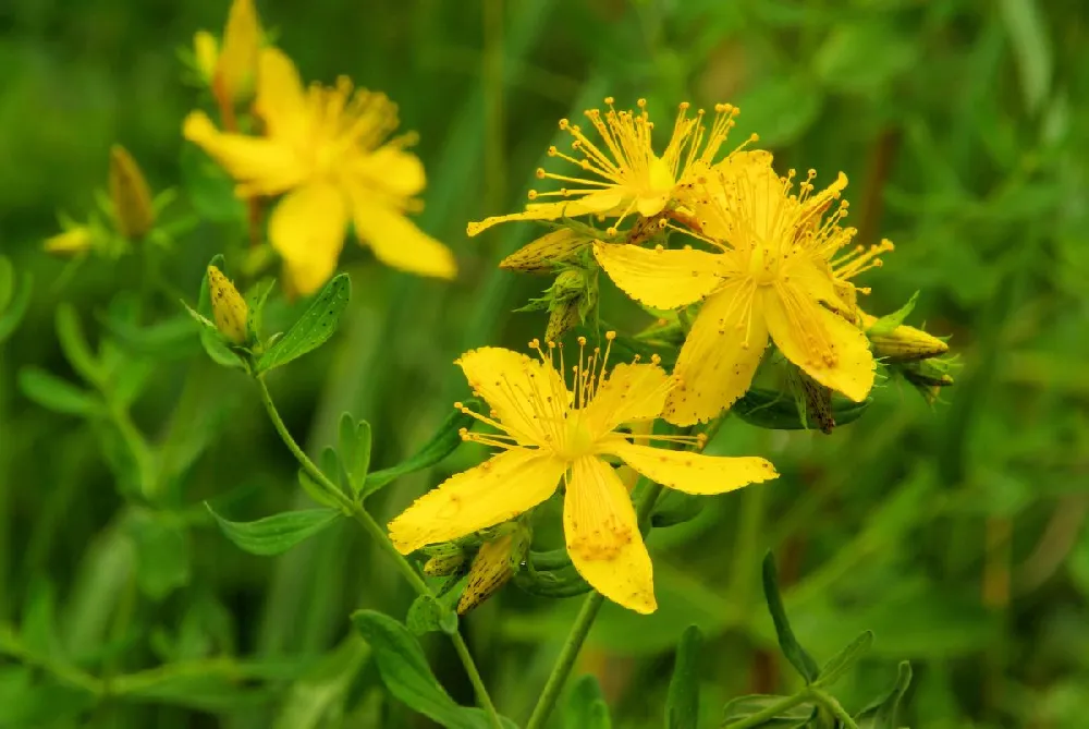 St John's Wort Plant