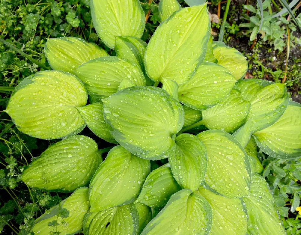 Stained Glass Hosta Plant