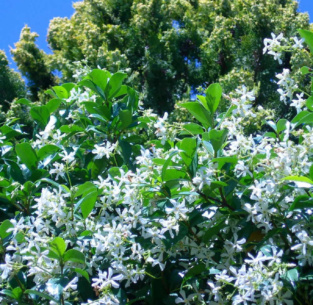 Star Jasmine 2