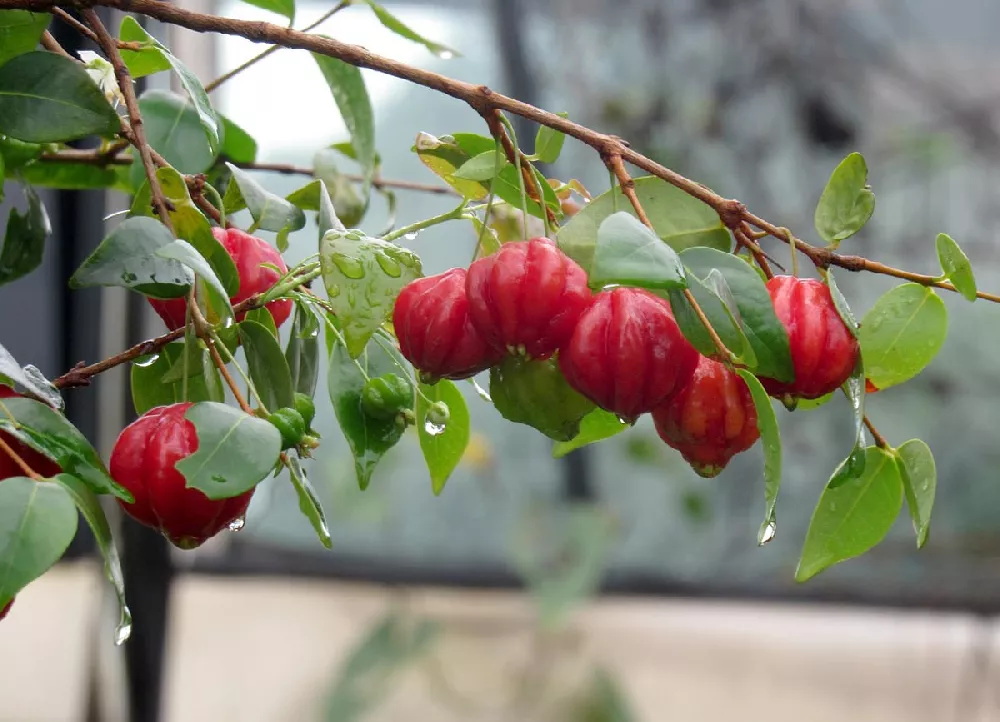 Star Suriname Pitangatuba Cherry Tree