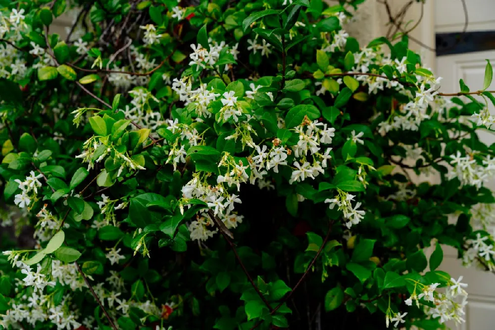 Star Jasmine