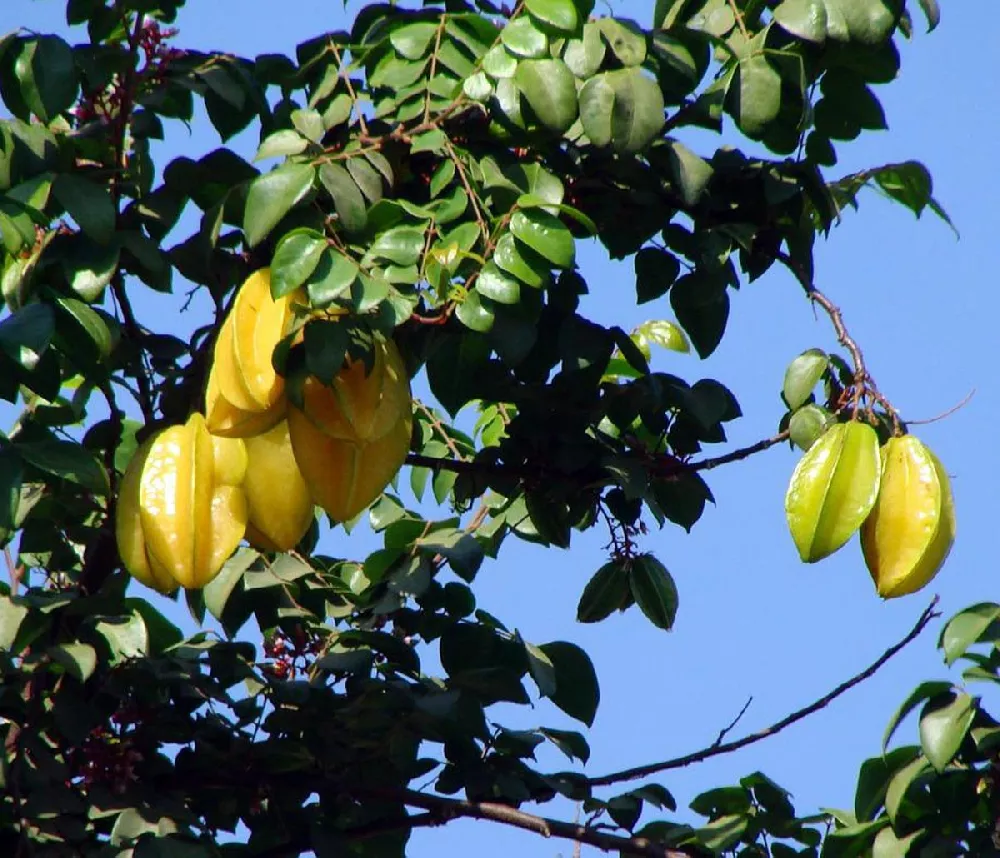 Starfruit Tree