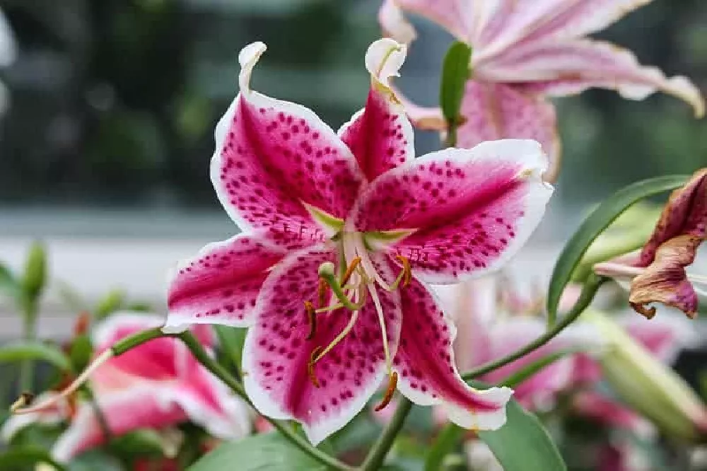 Stargazer Lily ornamental
