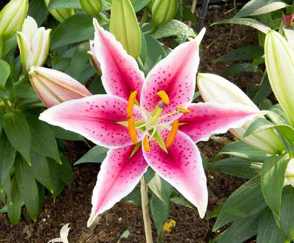 Stargazer Lily close-up