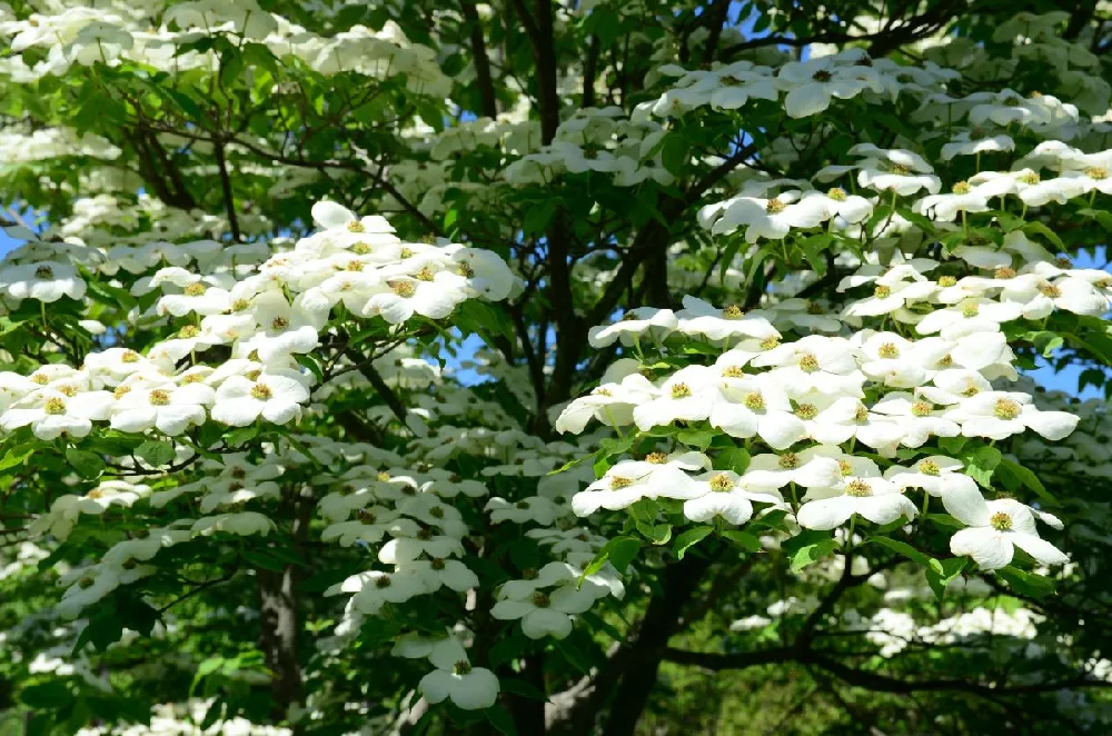 Starlight Flowering Dogwood Tree 2