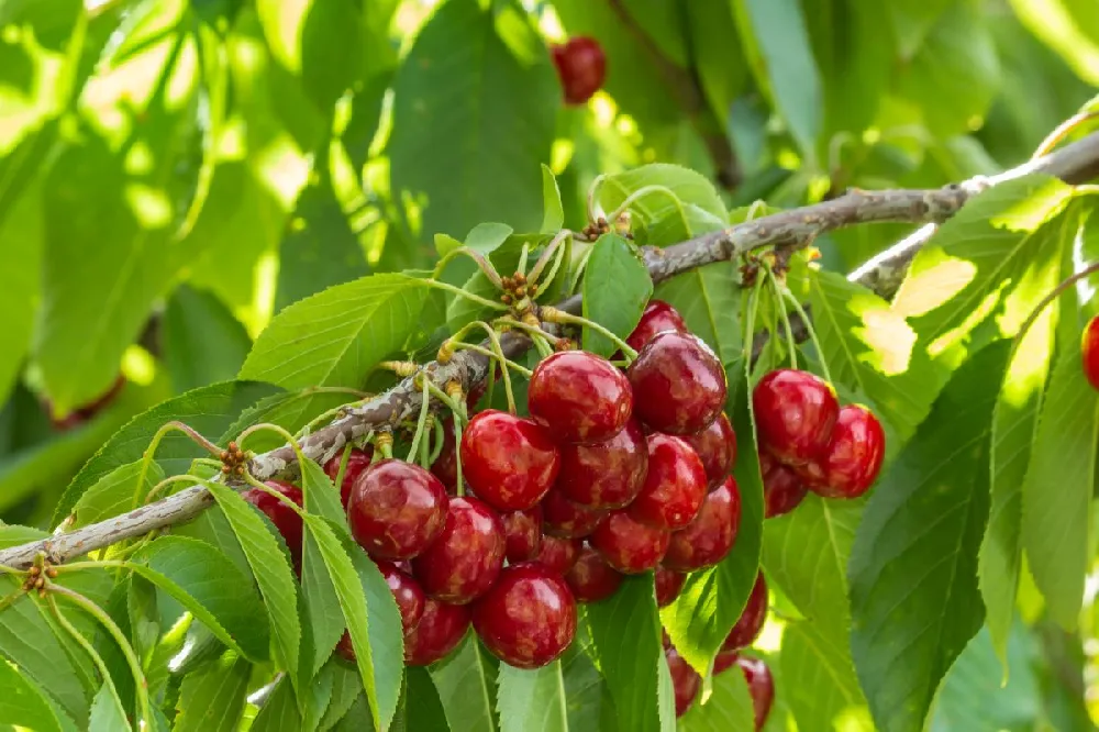 Stella Cherry Tree