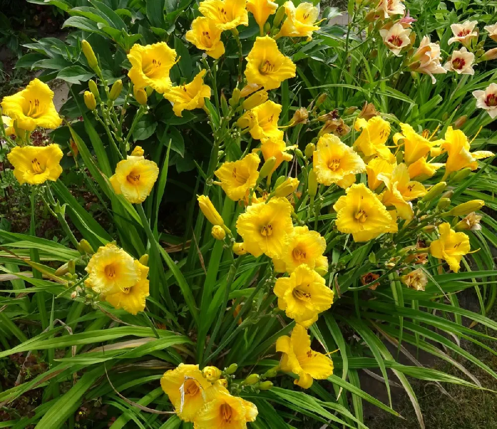 Stella D'Oro Daylily Plant