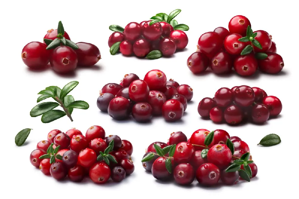 Stevens Cranberry Plant - USDA Organic