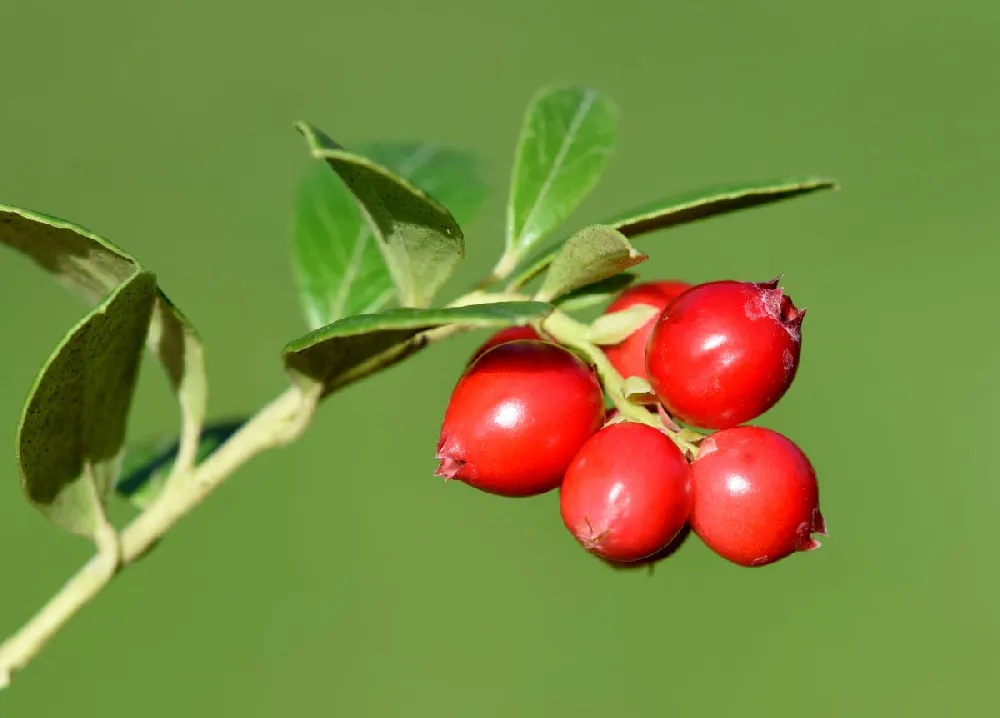 Stevens Cranberry Plant - USDA Organic