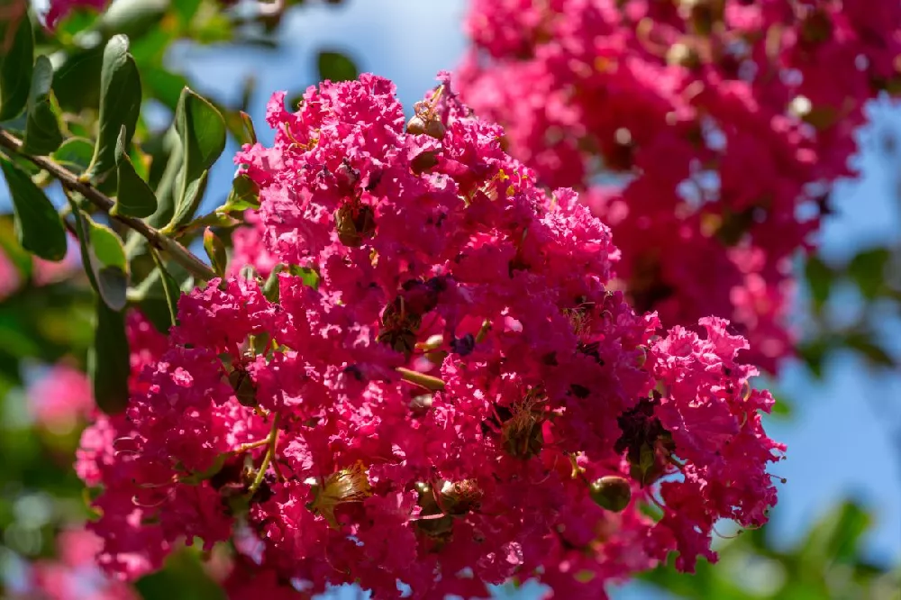 Strawberry Dazzle® Dwarf Crape Myrtle