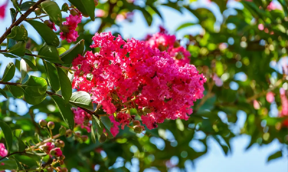 Strawberry Dazzle® Dwarf Crape Myrtle