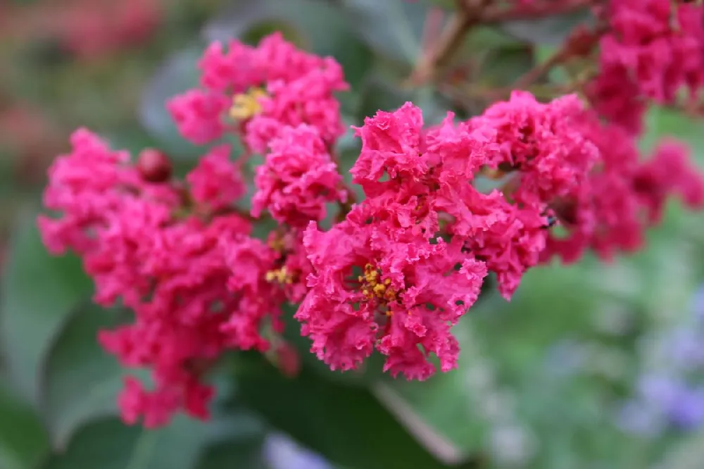 Strawberry Dazzle® Dwarf Crape Myrtle