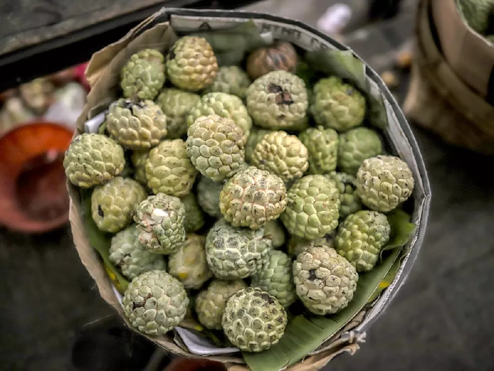 Sugar Apple Tree fruits