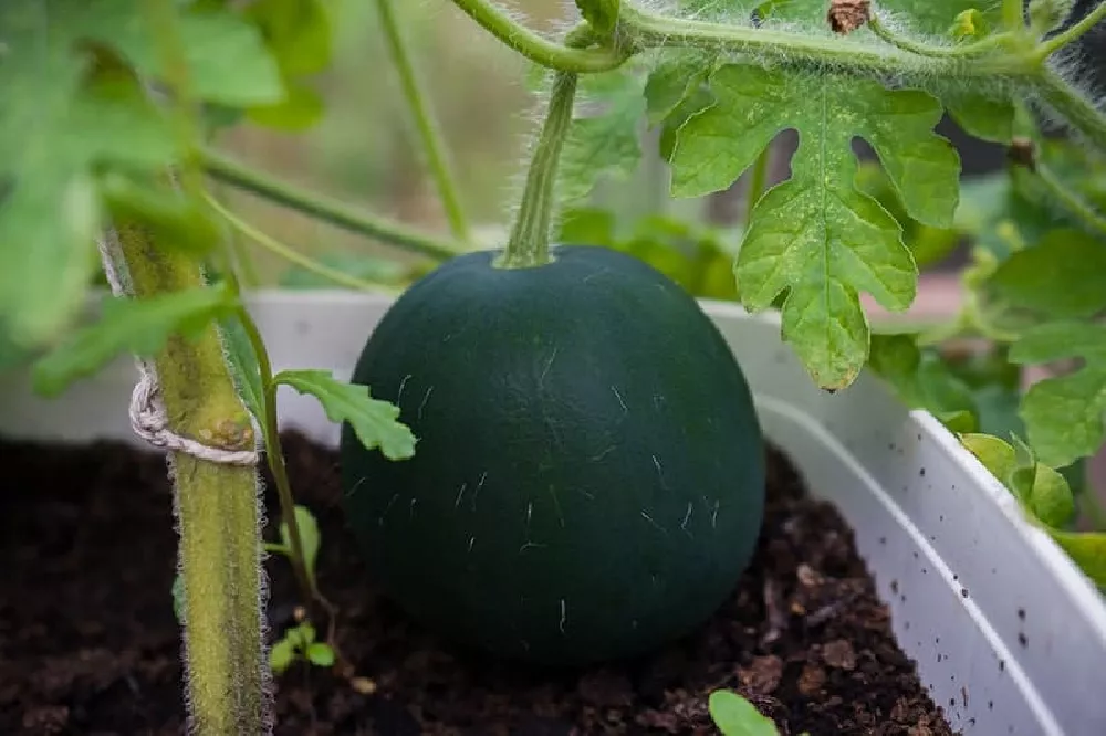 watermelon growing process