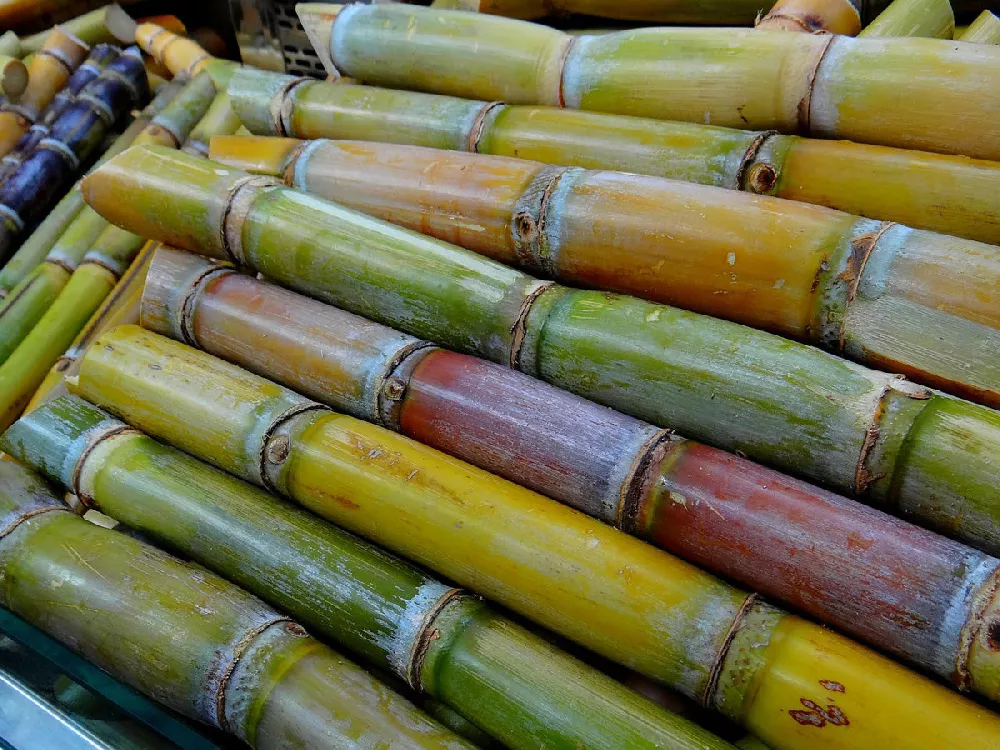    Sugar-cane-3