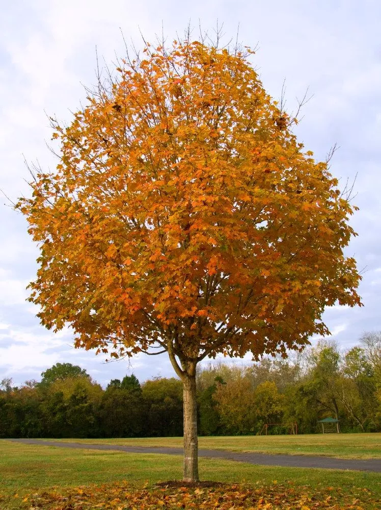 Sugar Maple Tree