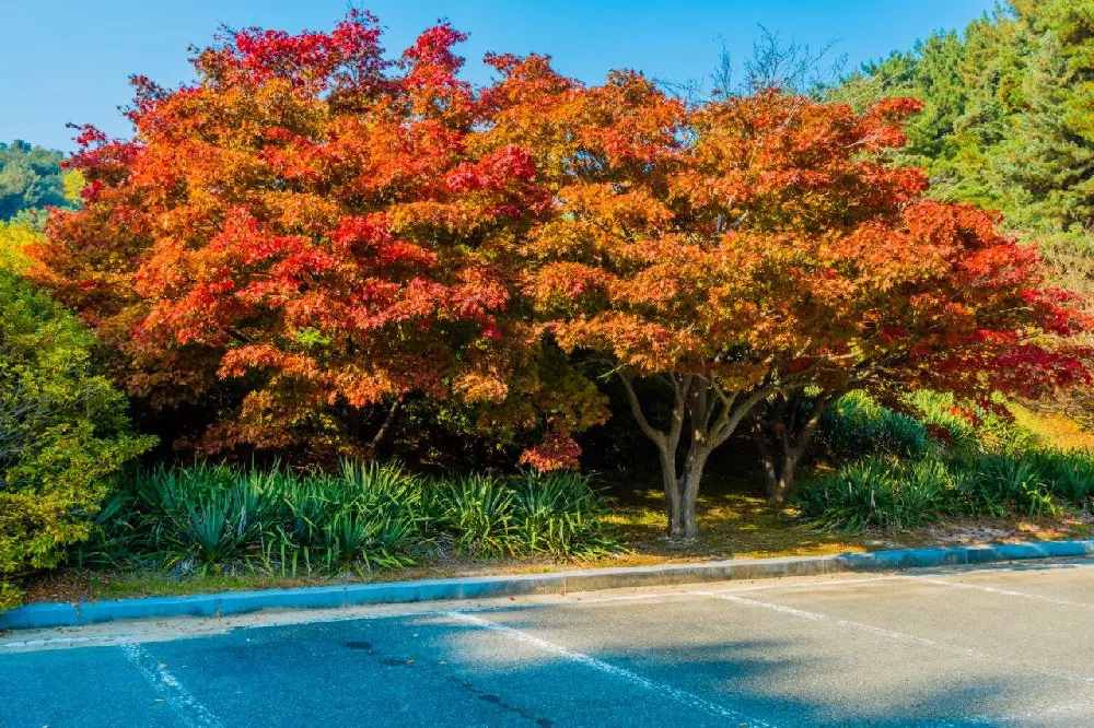 Sugar Maple Trees