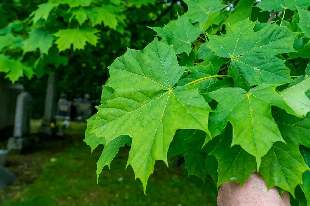 Sugar Maple Tree Leaf