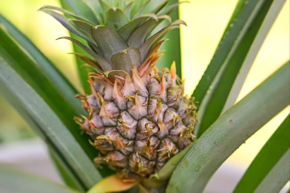 SugarloafPineapplePlant1