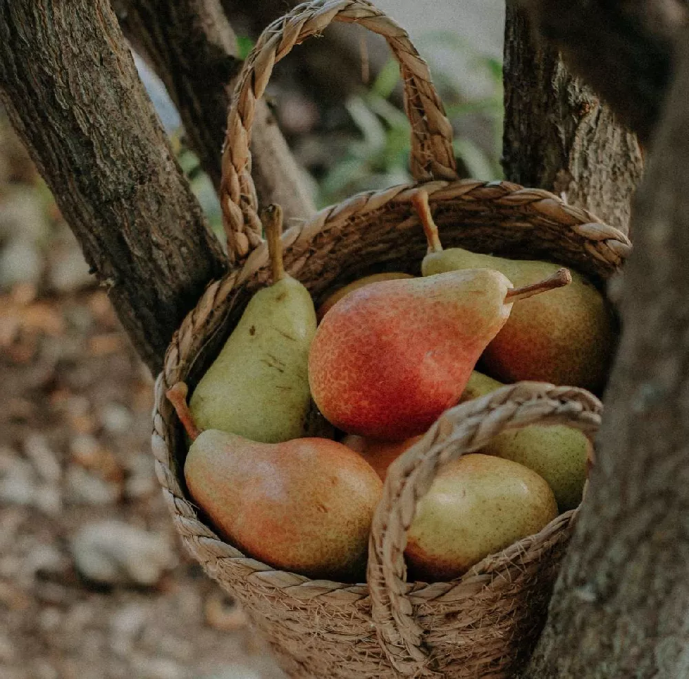 Summercrisp Pear Tree