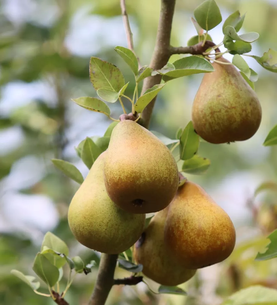 Summercrisp Pear Tree