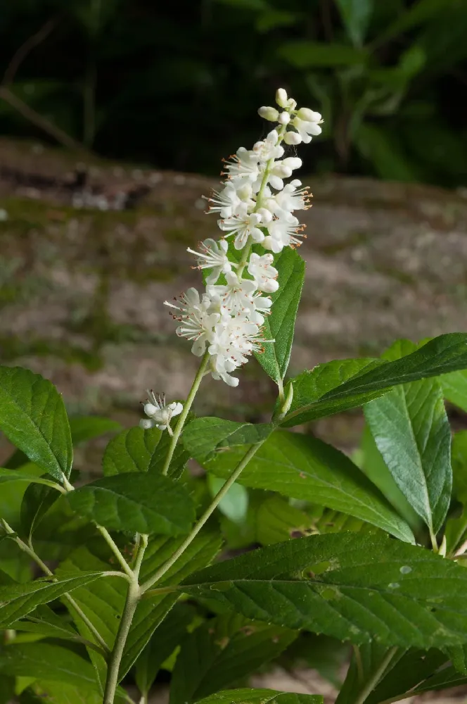 Hummingbird Summersweet Shrub