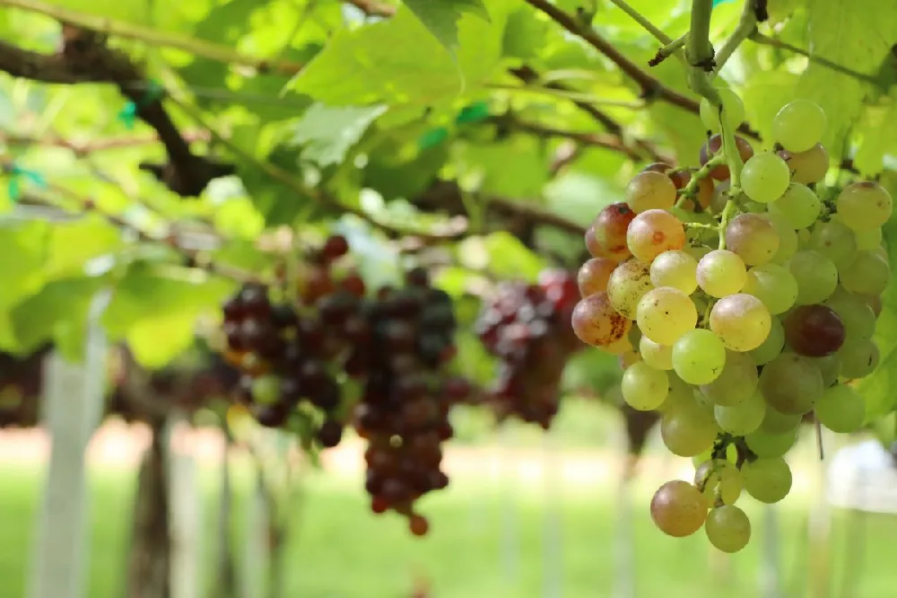 Summit Muscadine Grapes