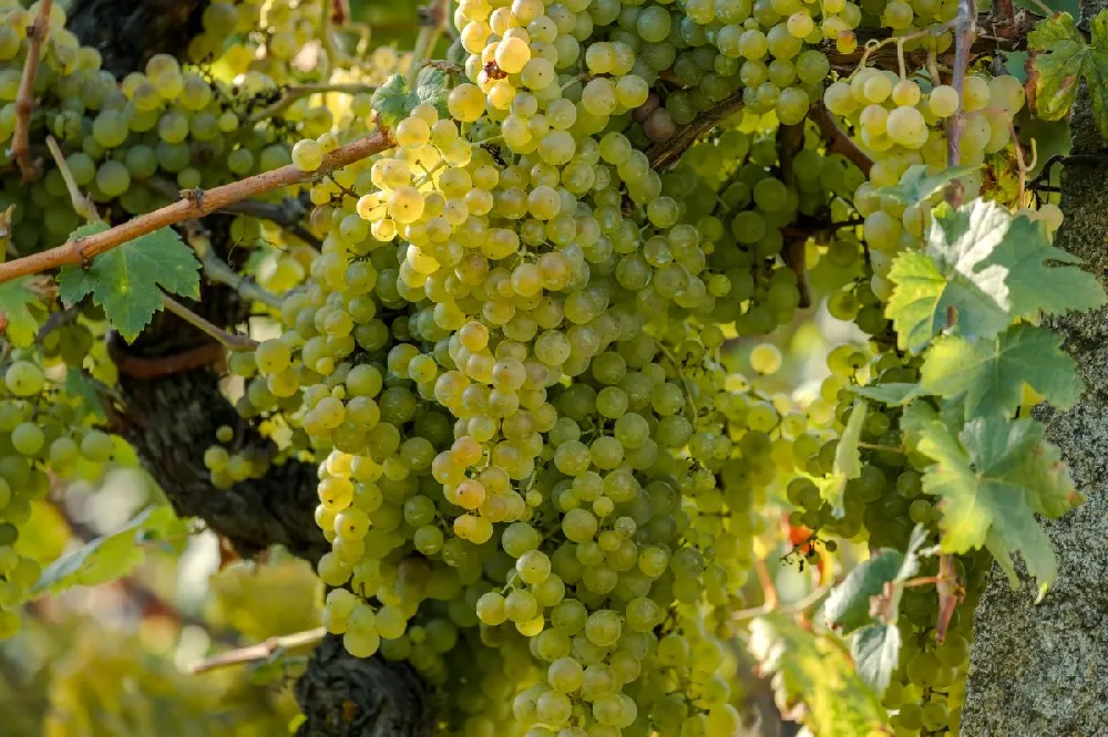 Summit Muscadine Grapes