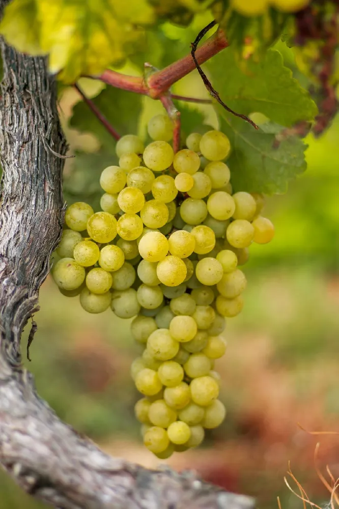 Summit Muscadine Grapes