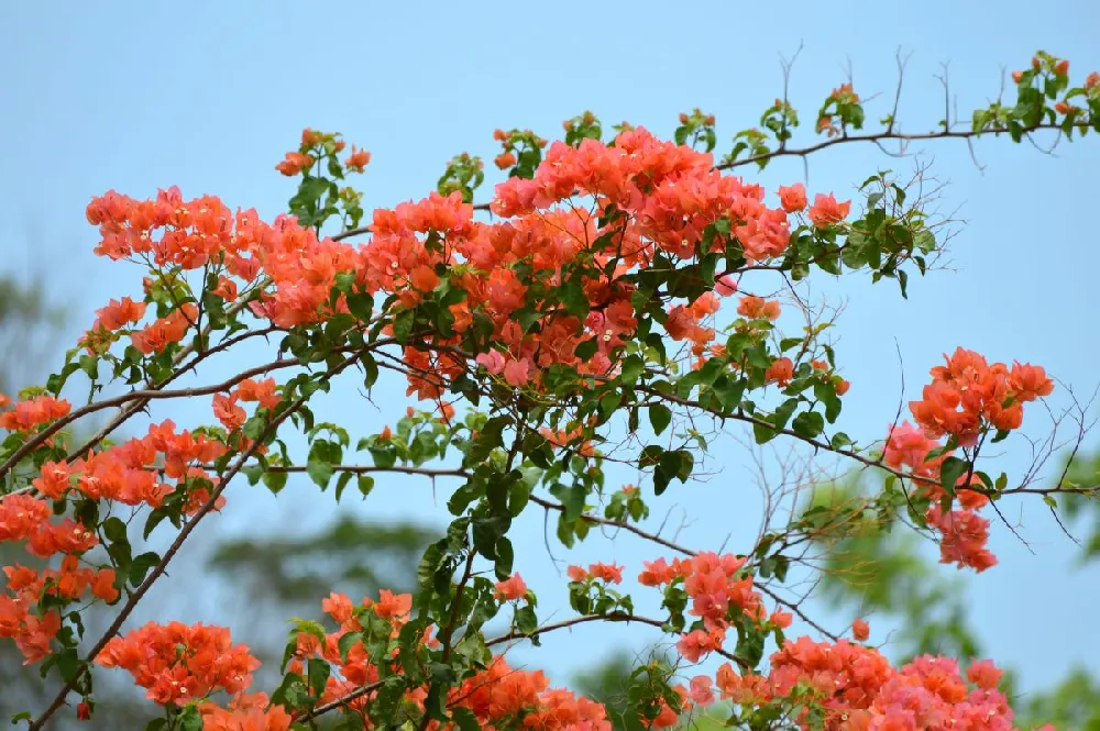 Sundown Orange Bougainvillea