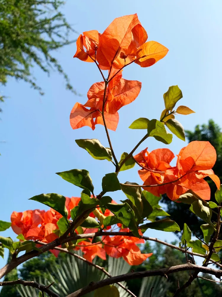 Sundown Orange Bougainvillea