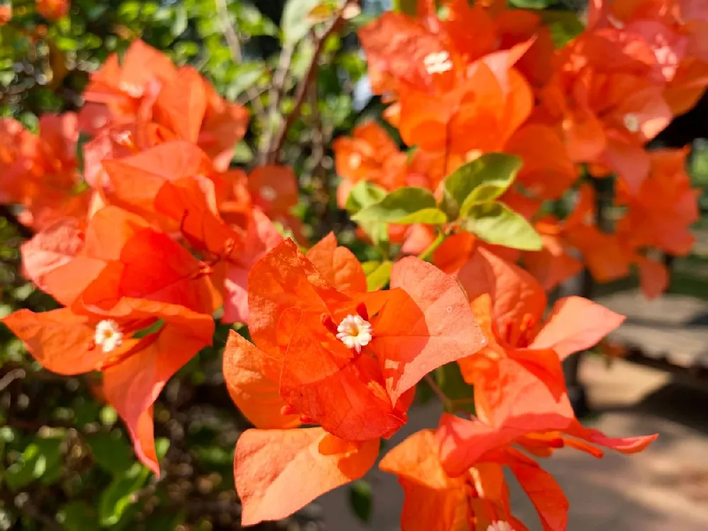 Sundown Orange Bougainvillea