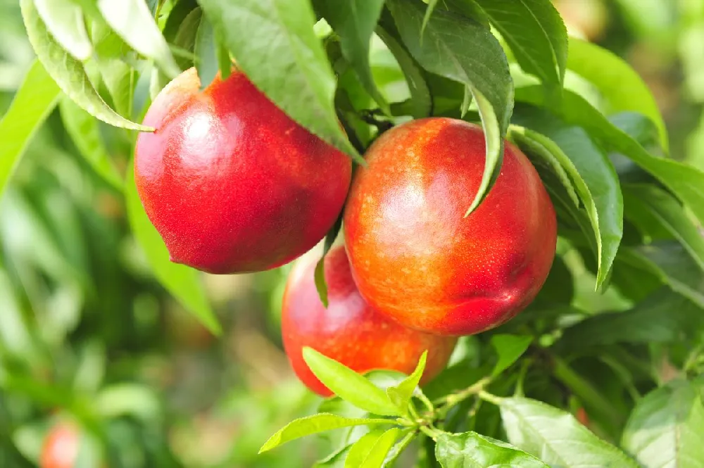 Sunglo Nectarine Tree 