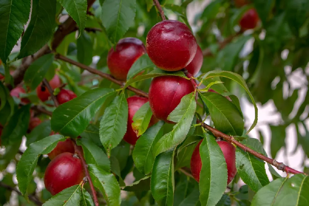 Sunglo Nectarine Tree 