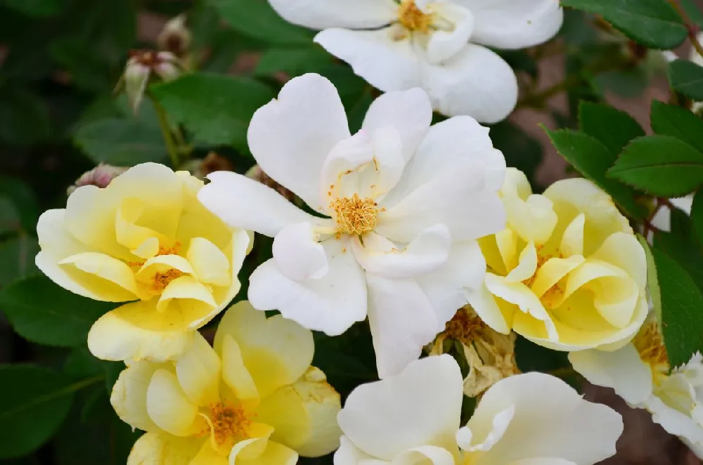 Sunny Knock Out® Rose