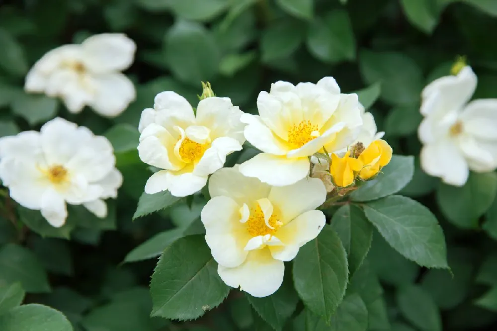 Sunny Knock Out® Rose Tree