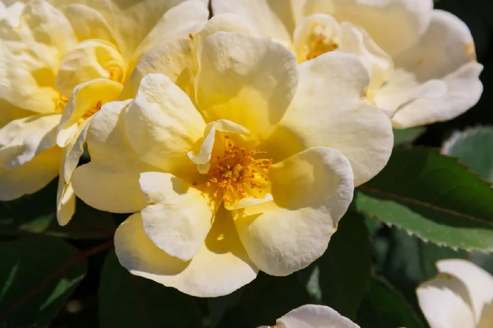 Sunny Knock Out® Rose Tree