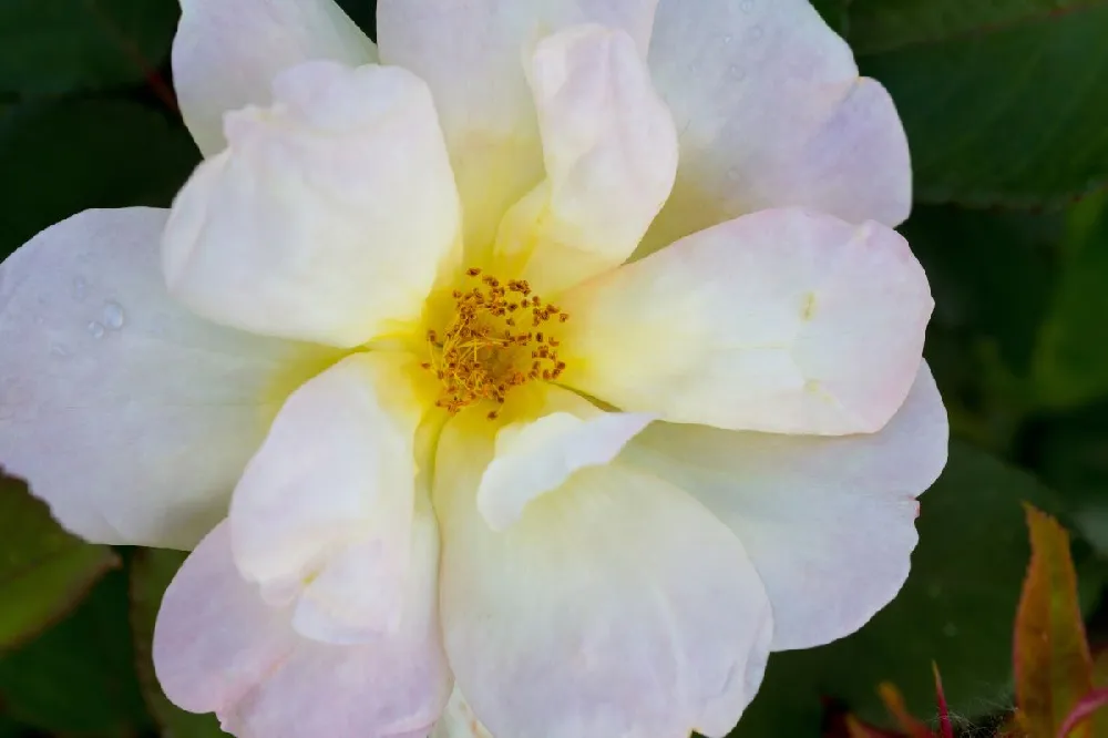 Sunny Knock Out® Rose