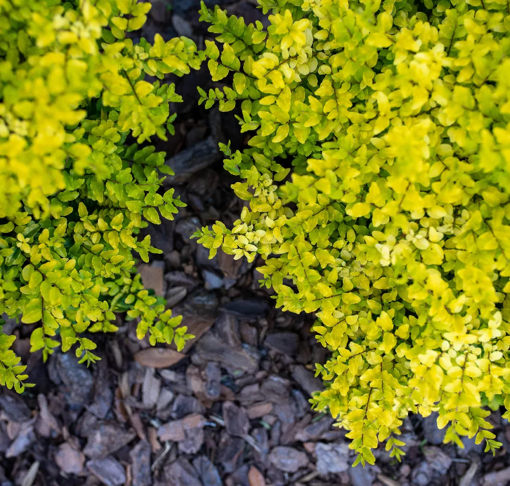 Sunshine Ligustrum Shrub close-up