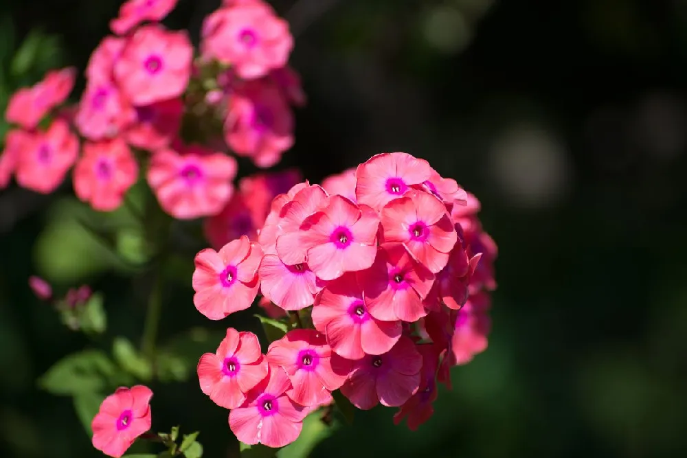 Super Ka-Pow™ Coral Phlox