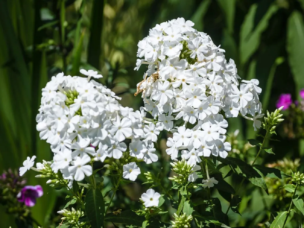 Super Ka-Pow™ White Phlox