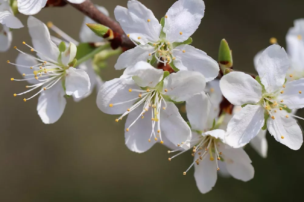 Superior Plum Tree flower