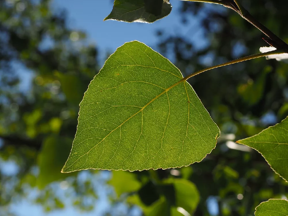 SuperiorHybridPoplarTree3